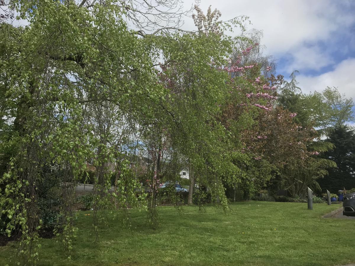 Bramble Lodge Blarney Kültér fotó